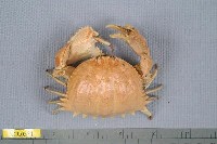 藏品(逍遙饅頭蟹)的圖片